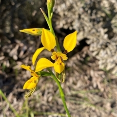 Diuris aurea at Frazer Park, NSW - suppressed