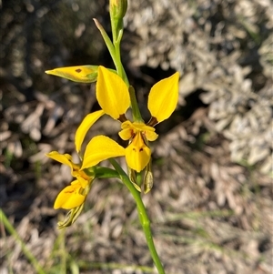 Diuris aurea at Frazer Park, NSW - suppressed