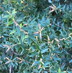 Acrotriche divaricata (Wiry Ground Berry) at Wybung, NSW - 13 Sep 2024 by Tapirlord