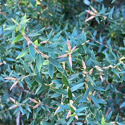 Acrotriche divaricata (Wiry Ground Berry) at Wybung, NSW - 13 Sep 2024 by Tapirlord