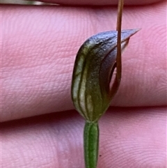 Pterostylis erecta (Erect Maroonhood) at Wybung, NSW - 13 Sep 2024 by Tapirlord