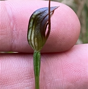 Pterostylis erecta at Wybung, NSW - suppressed