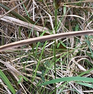 Pterostylis erecta at Wybung, NSW - suppressed