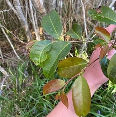 Glochidion ferdinandi var. ferdinandi (Cheese Tree) at Wybung, NSW - 13 Sep 2024 by Tapirlord