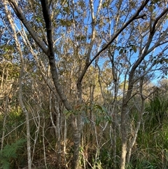 Glochidion ferdinandi var. ferdinandi at Wybung, NSW - 13 Sep 2024 04:04 PM