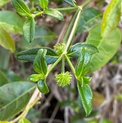 Opercularia aspera (Coarse Stinkweed) at Wybung, NSW - 13 Sep 2024 by Tapirlord