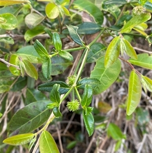 Opercularia aspera at Wybung, NSW - 13 Sep 2024 04:03 PM