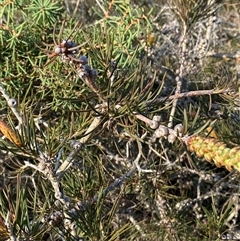 Melaleuca linearis (Narrow-leaved Bottlebrush) at Wybung, NSW - 13 Sep 2024 by Tapirlord