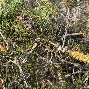 Melaleuca linearis at Wybung, NSW - 13 Sep 2024 03:57 PM