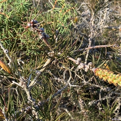 Melaleuca linearis (Narrow-leaved Bottlebrush) at Wybung, NSW - 13 Sep 2024 by Tapirlord