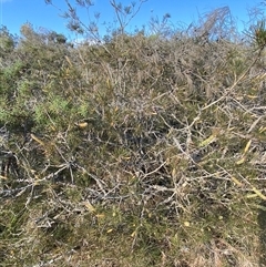 Melaleuca linearis at Wybung, NSW - 13 Sep 2024 03:57 PM