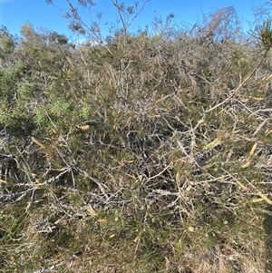 Melaleuca linearis at Wybung, NSW - 13 Sep 2024 03:57 PM