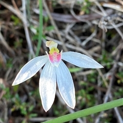 Caladenia carnea (Pink Fingers) at Wybung, NSW - 13 Sep 2024 by Tapirlord