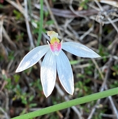 Caladenia carnea at Wybung, NSW - suppressed