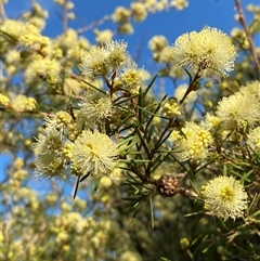 Melaleuca nodosa (Prickly-leaved Paperbark) at Wybung, NSW - 13 Sep 2024 by Tapirlord