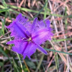 Thysanotus tuberosus subsp. tuberosus at Wybung, NSW - 13 Sep 2024 03:55 PM