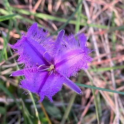 Thysanotus tuberosus subsp. tuberosus (Common Fringe-lily) at Wybung, NSW - 13 Sep 2024 by Tapirlord