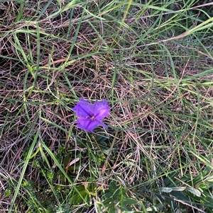 Thysanotus tuberosus subsp. tuberosus at Wybung, NSW - 13 Sep 2024 03:55 PM