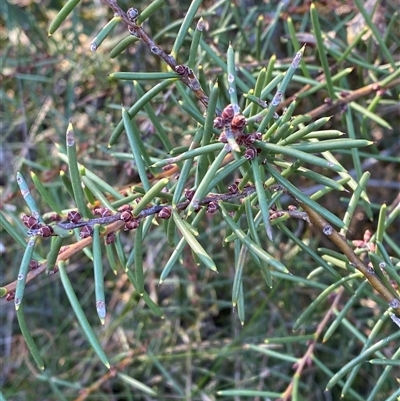 Hakea teretifolia subsp. teretifolia (Dagger Hakea) at Wybung, NSW - 13 Sep 2024 by Tapirlord