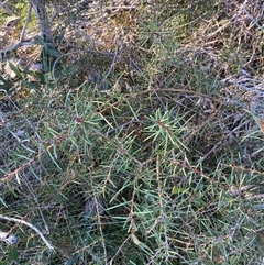 Hakea teretifolia subsp. teretifolia at Wybung, NSW - 13 Sep 2024 03:54 PM