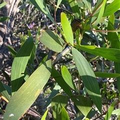 Acacia longifolia subsp. sophorae (Coast Wattle) at Wybung, NSW - 13 Sep 2024 by Tapirlord