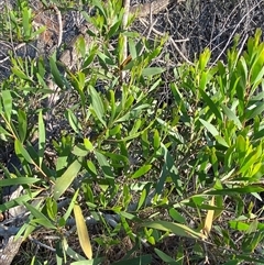 Acacia longifolia subsp. sophorae at Wybung, NSW - 13 Sep 2024 03:54 PM
