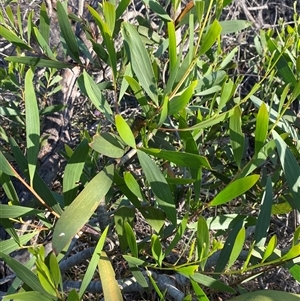 Acacia longifolia subsp. sophorae at Wybung, NSW - 13 Sep 2024 03:54 PM