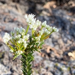 Conospermum taxifolium (Variable Smoke-bush) at Wybung, NSW - 13 Sep 2024 by Tapirlord