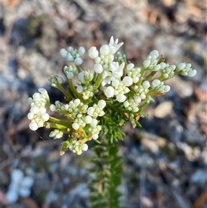 Conospermum taxifolium at Wybung, NSW - 13 Sep 2024 03:47 PM