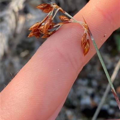 Hypolaena fastigiata (Tassel Rope-rush) at Wybung, NSW - 13 Sep 2024 by Tapirlord