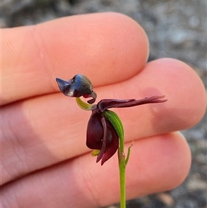 Caleana major at Wybung, NSW - suppressed