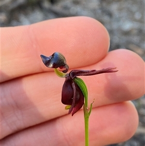 Caleana major at Wybung, NSW - suppressed