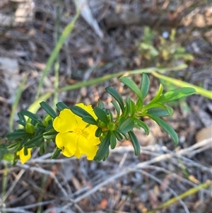 Hibbertia linearis at Wybung, NSW - 13 Sep 2024 03:41 PM