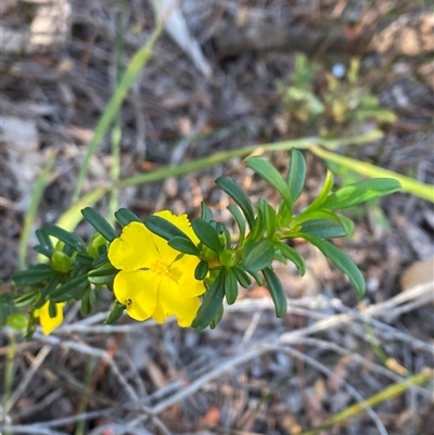 Hibbertia linearis (Showy Guinea Flower) at Wybung, NSW - 13 Sep 2024 by Tapirlord