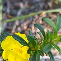 Hibbertia linearis at Wybung, NSW - 13 Sep 2024 03:41 PM