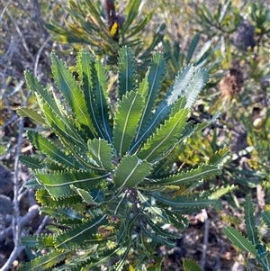 Banksia serrata at Wybung, NSW - 13 Sep 2024 03:41 PM