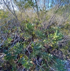 Banksia serrata at Wybung, NSW - 13 Sep 2024 03:41 PM