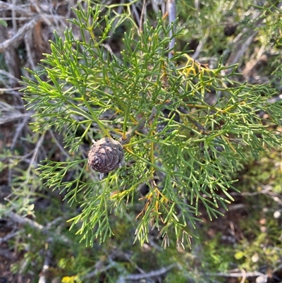 Petrophile pulchella (Conesticks) at Wybung, NSW - 13 Sep 2024 by Tapirlord