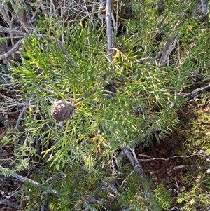 Petrophile pulchella at Wybung, NSW - suppressed