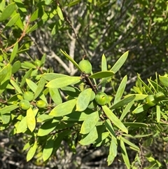 Persoonia lanceolata (Lance-leaf Geebung) at Wybung, NSW - 13 Sep 2024 by Tapirlord