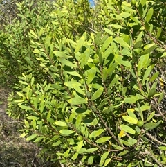 Persoonia lanceolata at Wybung, NSW - suppressed