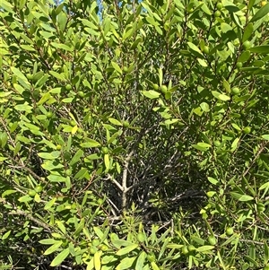 Persoonia lanceolata at Wybung, NSW - suppressed