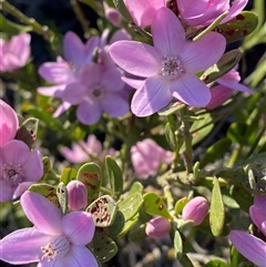 Eriostemon australasius (Pink Wax Flower) at Wybung, NSW - 13 Sep 2024 by Tapirlord