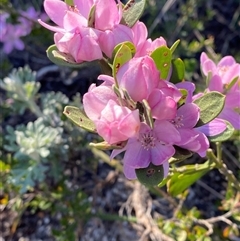 Eriostemon australasius at Wybung, NSW - 13 Sep 2024 03:39 PM