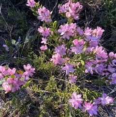 Eriostemon australasius at Wybung, NSW - 13 Sep 2024 03:39 PM