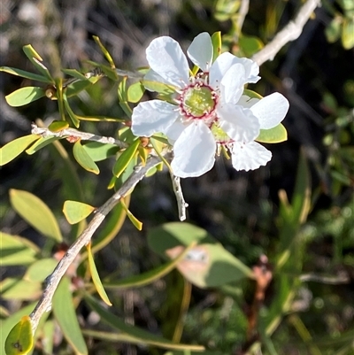 Leptospermum laevigatum (Coast Teatree) at Wybung, NSW - 13 Sep 2024 by Tapirlord