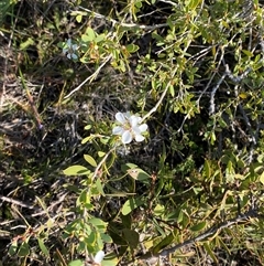 Leptospermum laevigatum at Wybung, NSW - 13 Sep 2024 03:38 PM