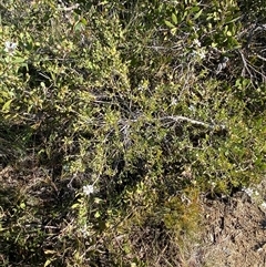 Leptospermum laevigatum at Wybung, NSW - 13 Sep 2024 03:38 PM