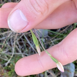 Thelymitra carnea at Wybung, NSW - suppressed