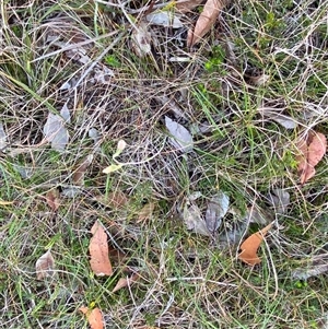 Thelymitra carnea at Wybung, NSW - suppressed